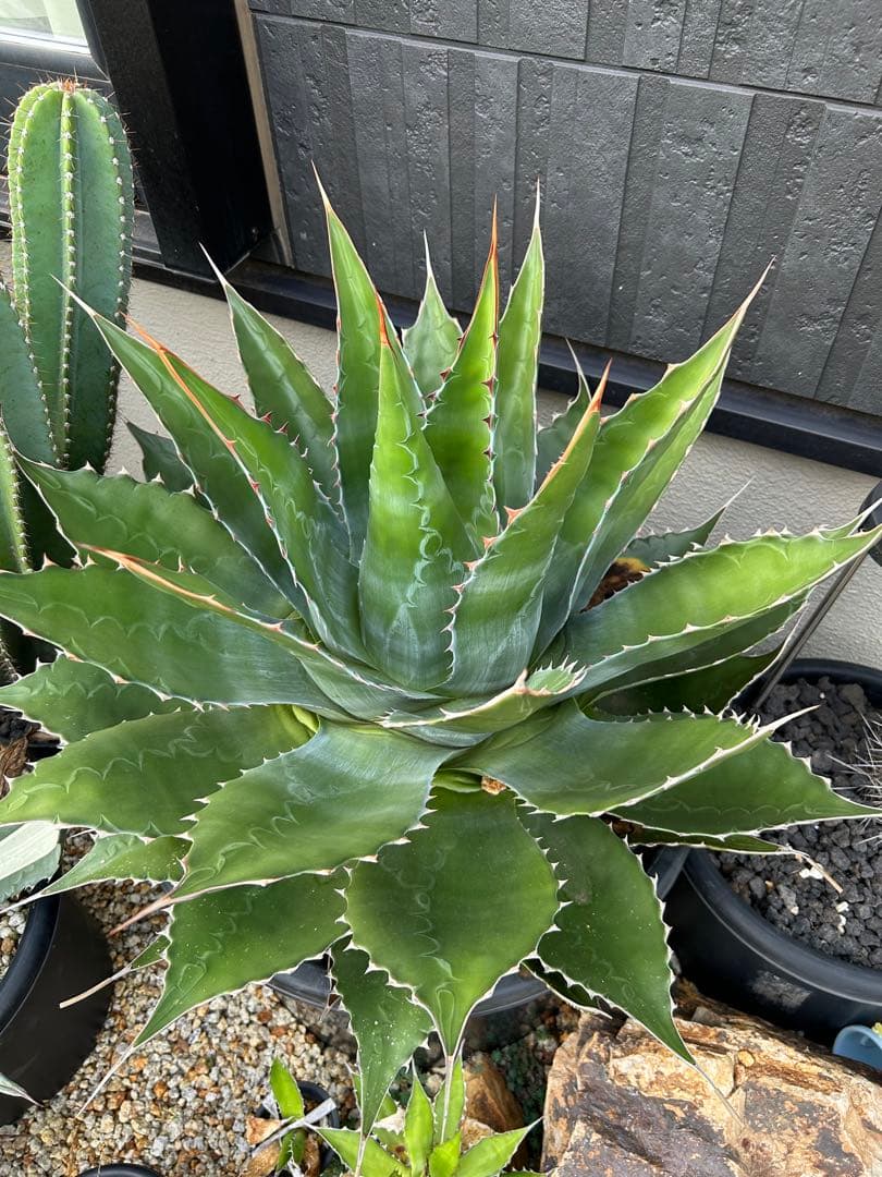 アガベ　モンタナ　超特大　美形　引き取り限定 　ドライガーデン　サボテン