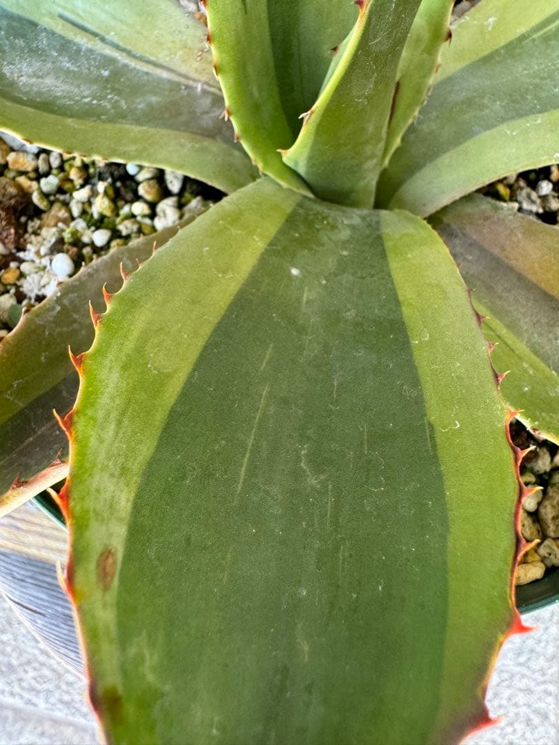 アガベ Agave ovatifolia 'Killer' 211