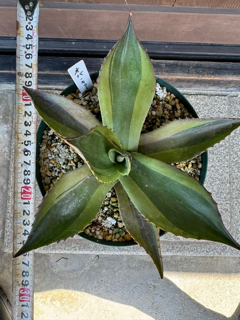 アガベ Agave ovatifolia 'Killer' 211