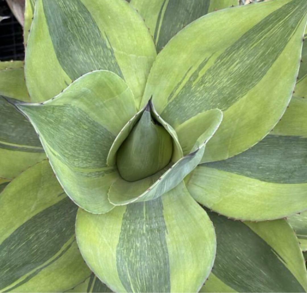 アガベ Agave ovatifolia 'Killer' 211