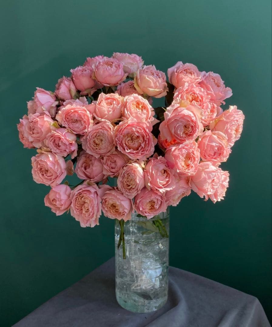 レア　海外品種　花苗　バラ　入手困難　綺麗花　Juli…ta