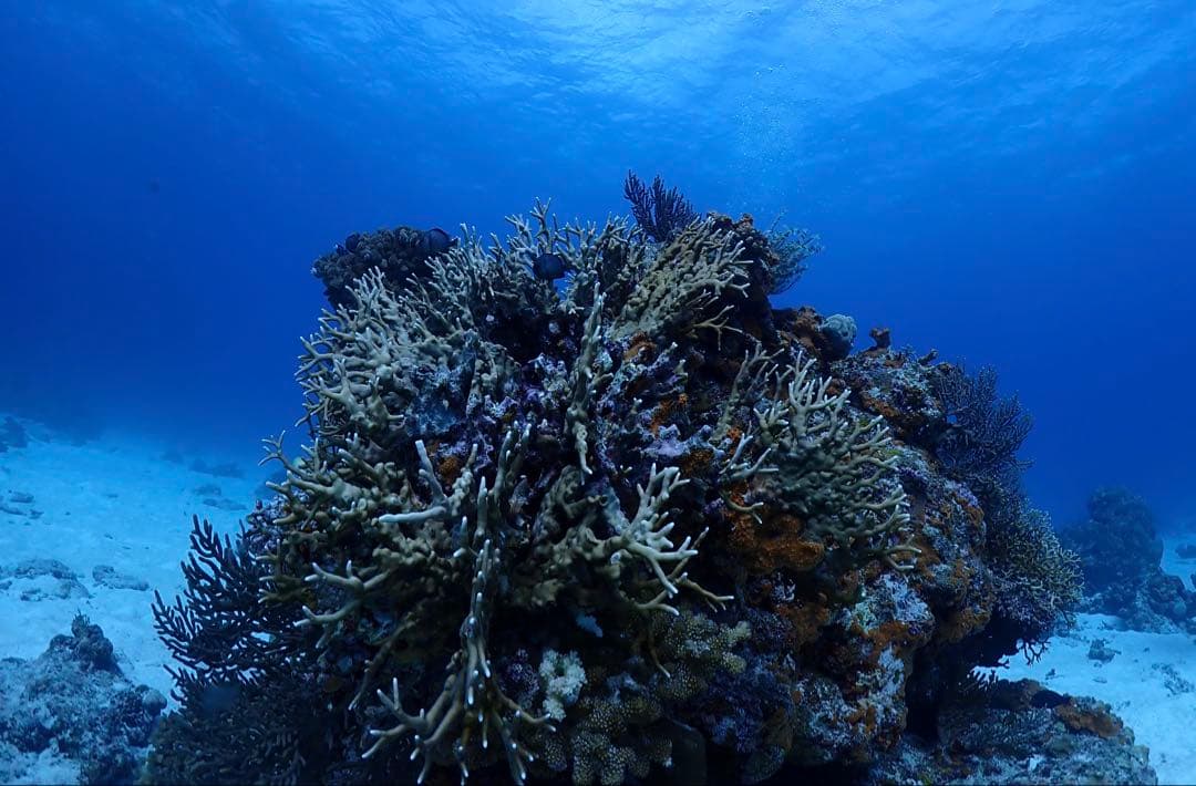 値下げ♪【OLYMPUS オリンパス TG-5&ハウジングPT-058セット】