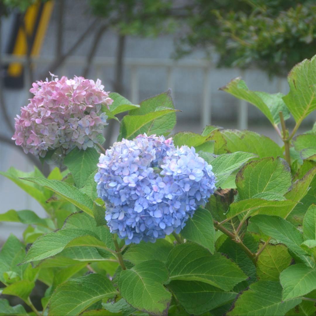❤️エモ写に❤️Nikon 18-200mm フィルム風描写✨