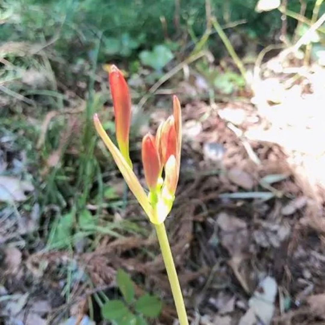 2個 キツネノカミソリ 球根 2個 オレンジ色の花 可愛らしい 小さめの花