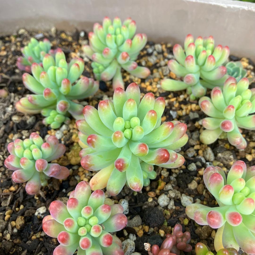 乙女心 11苗 【抜き苗】多肉植物