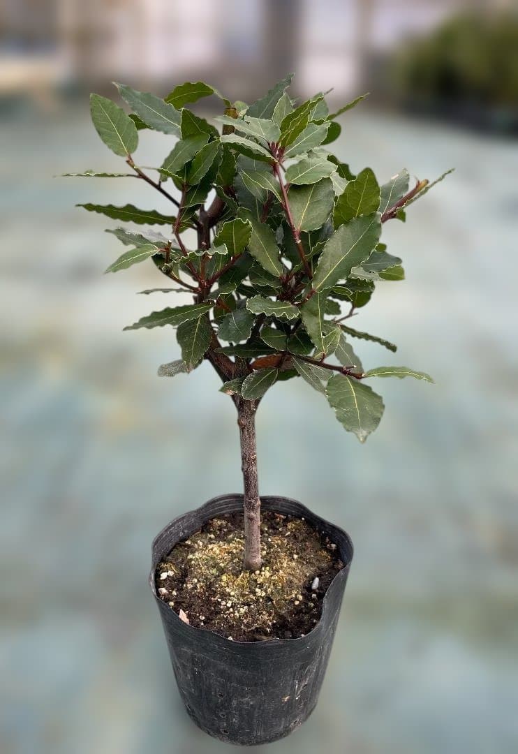 香り月桂樹（ローレル）