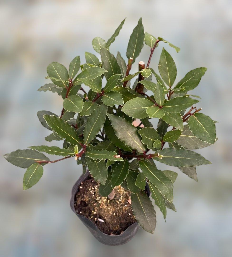 香り月桂樹（ローレル）