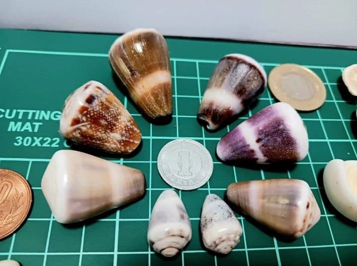 A 貝殻とサンゴの宝箱　宝石箱　210個以上セット　中サイズ　タカラガイ