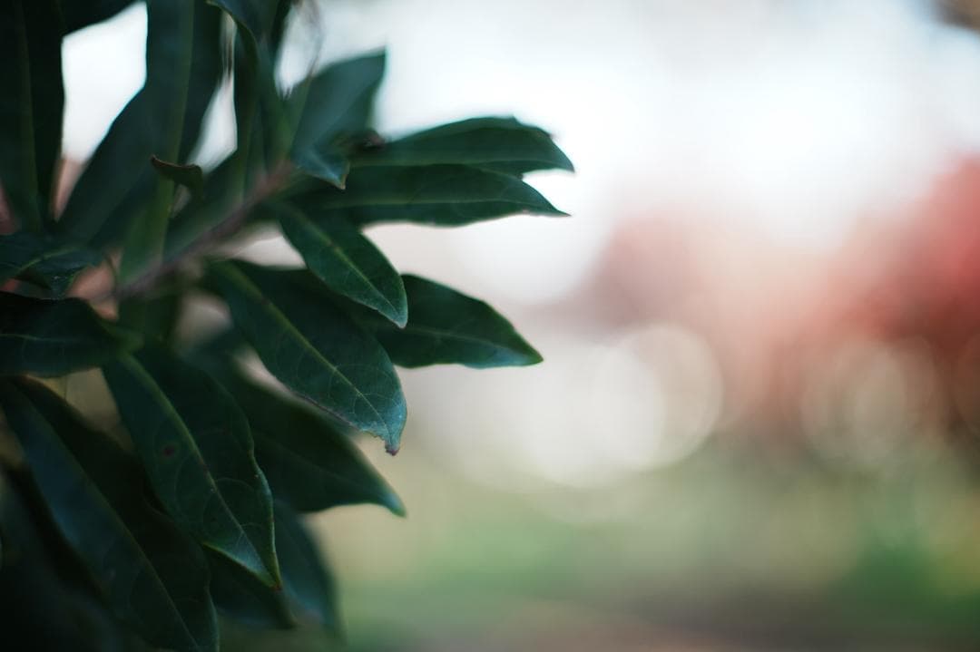 【希少・整備＆テスト済】FUJINON 50mm F1.4 M42 715