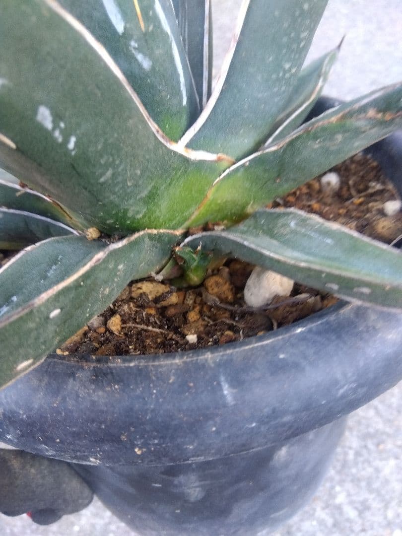 アガベ　笹吹雪　ニッケルシー　20センチ❗子株つき❗　①