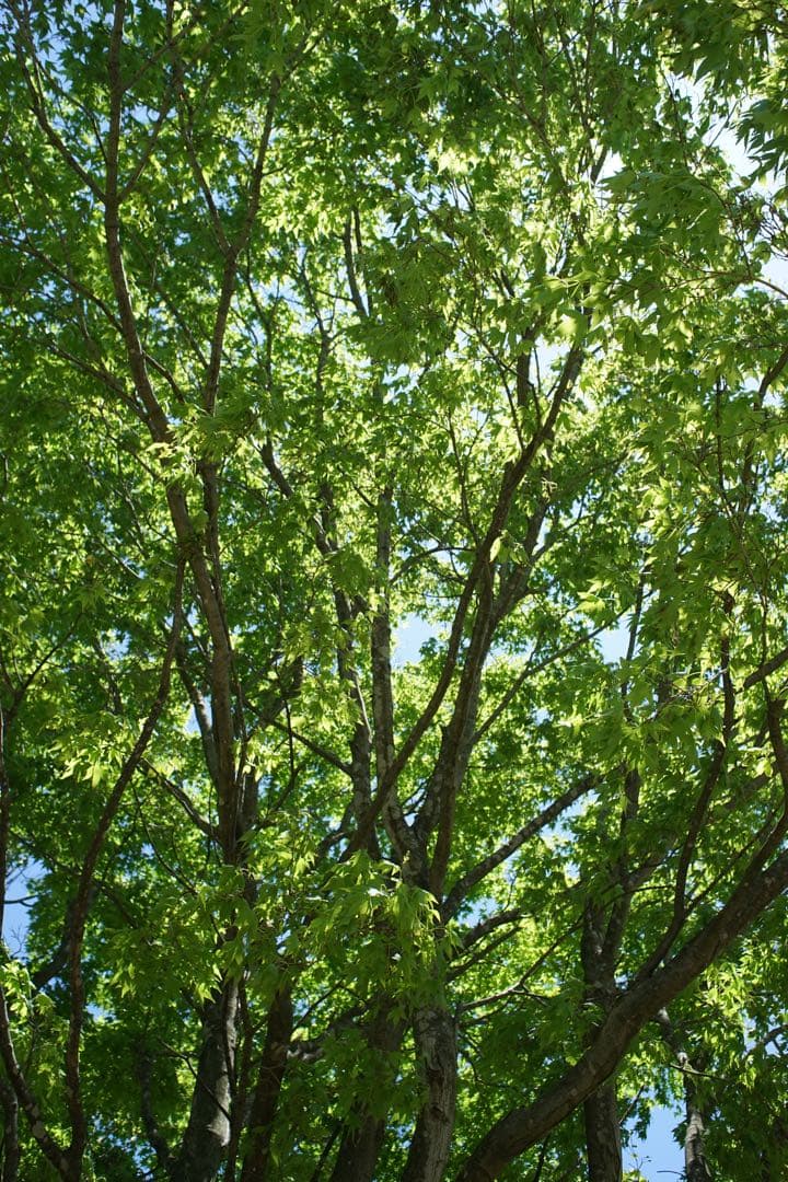 作例付き　Konica HEXANON 28mm F3.5 管mpr