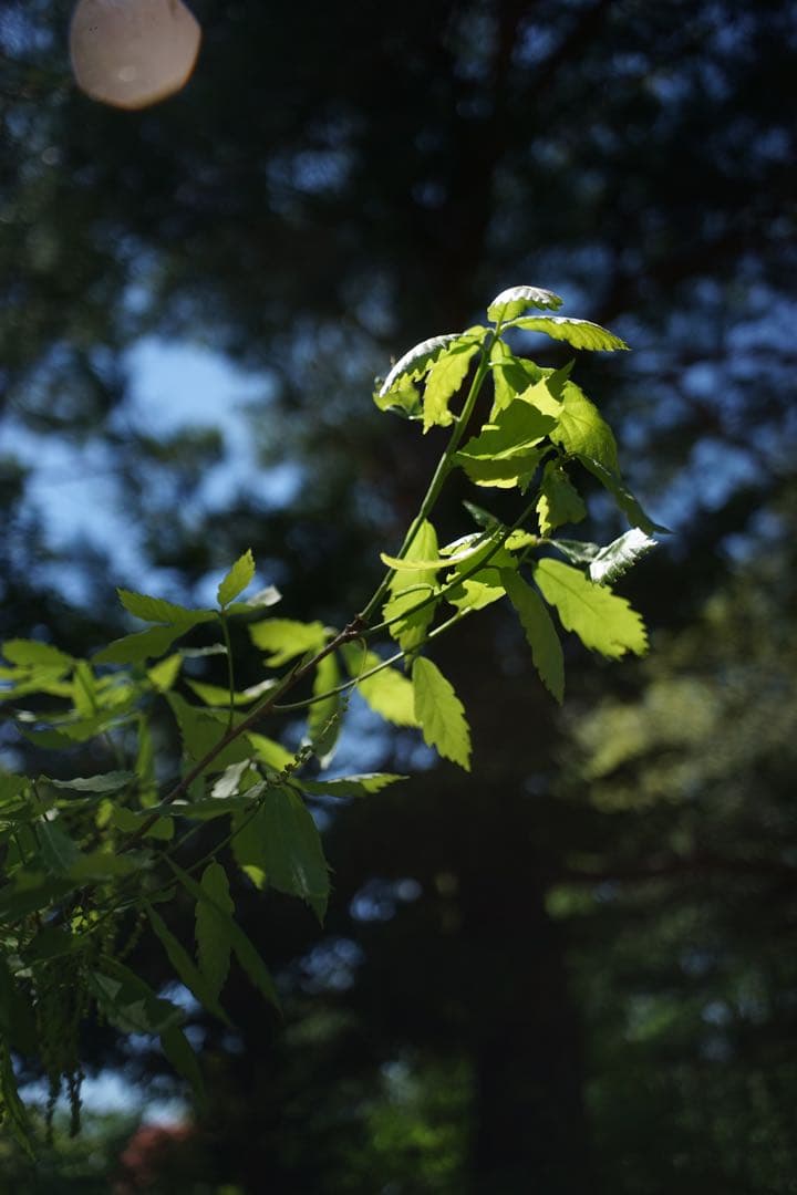 作例付き　Konica HEXANON 28mm F3.5 管mpr