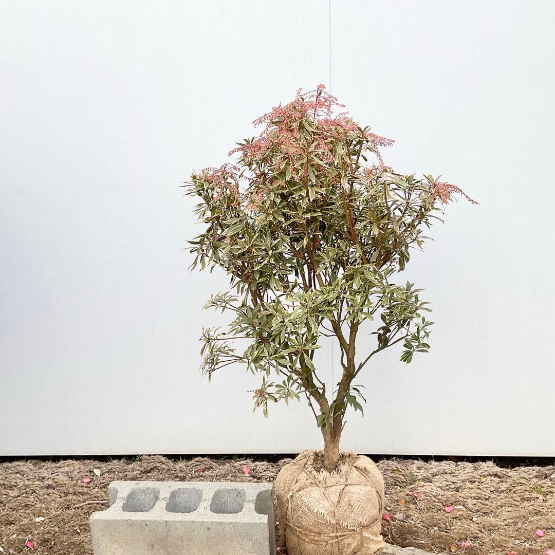 斑入りアセビ　/ 73