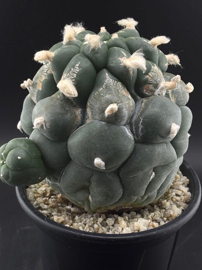 大疣鳥羽玉　ロフォフォラ　実生