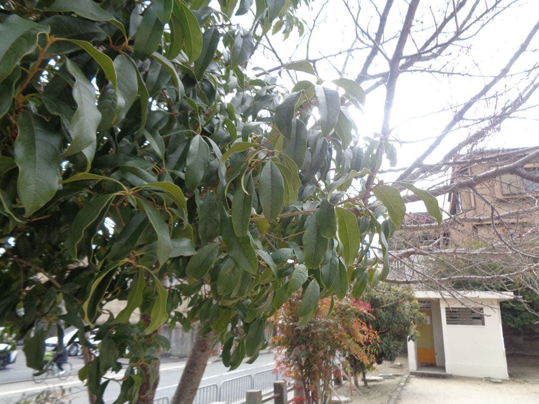 【作例有】SONY Cyber-shot DSC-W830 コンデジ 動作品