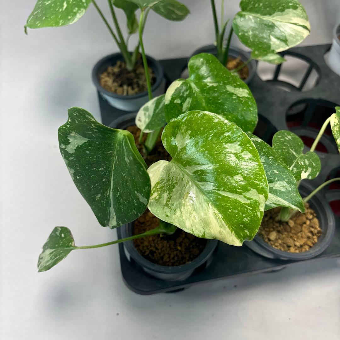 s*s様 a17モンステラ・タイコンステレーション5株➕バールマルクスフレーム3