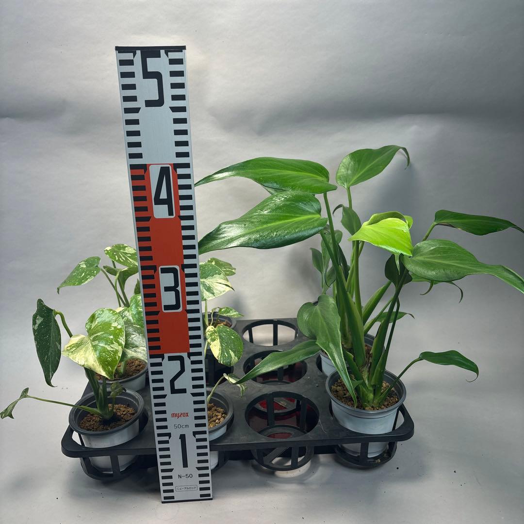 s*s様 a17モンステラ・タイコンステレーション5株➕バールマルクスフレーム3