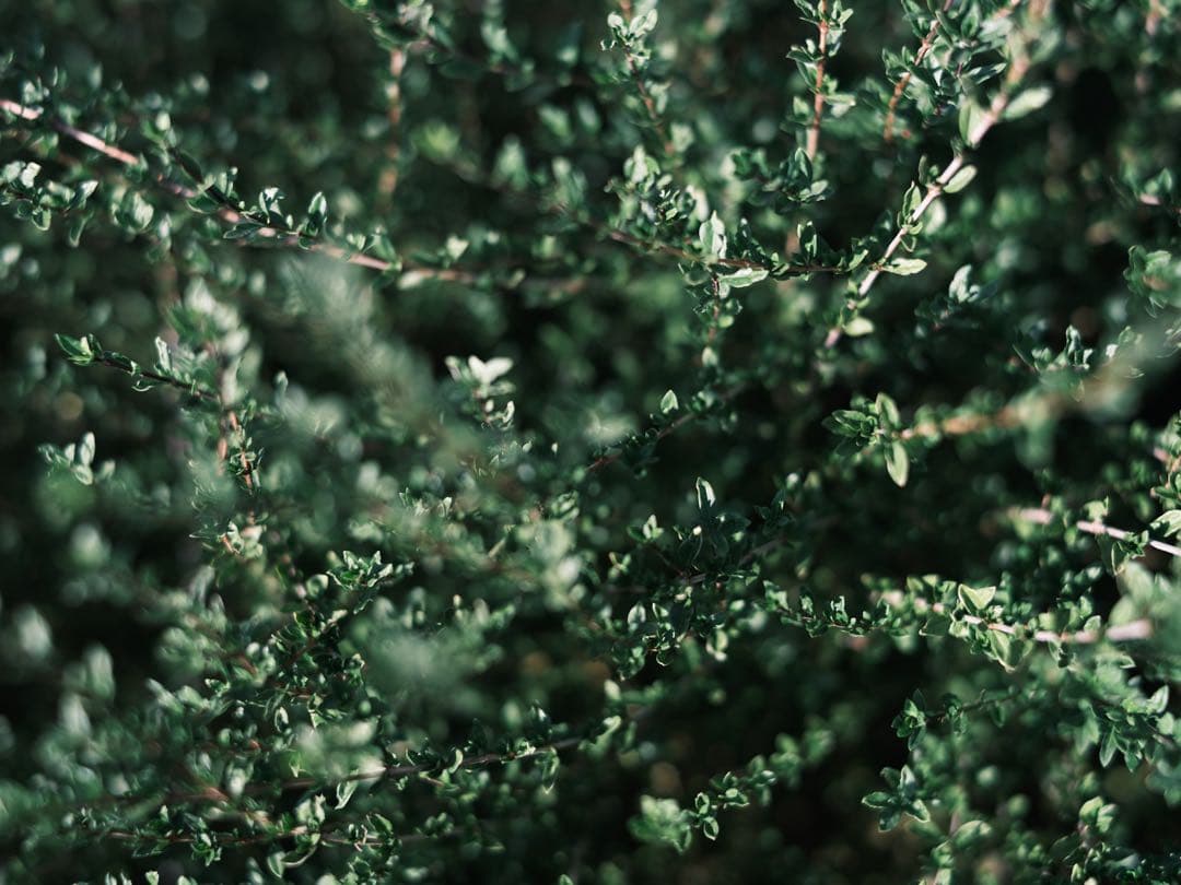 中一光学 65mm f1.4 Mitakon GFX speedmaster