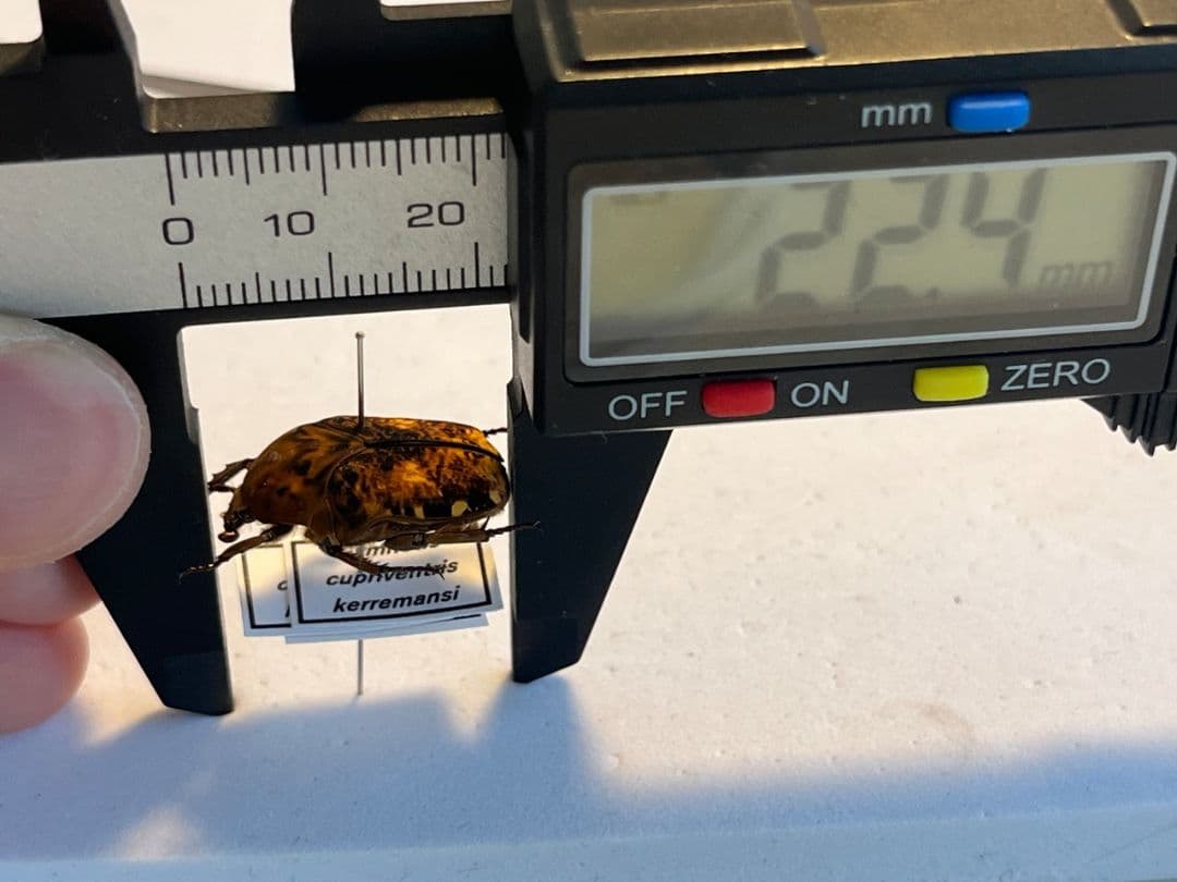 【マグマ】タイヨウアヤヒシムネハナムグリ 標本 カナブン プラチナコガネタマムシ