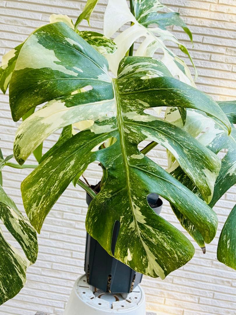【美株】モンステラ ボルシギアナ ホワイトタイガー 斑入り