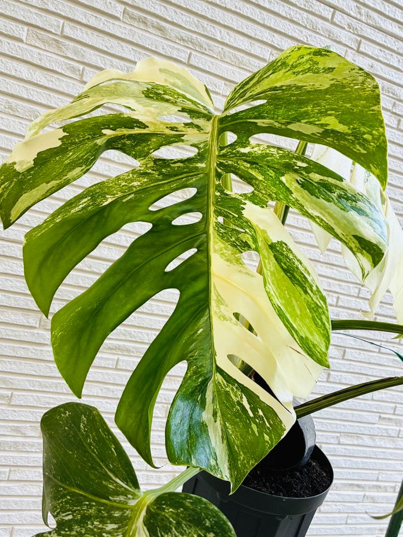 【美株】モンステラ ボルシギアナ ホワイトタイガー 斑入り