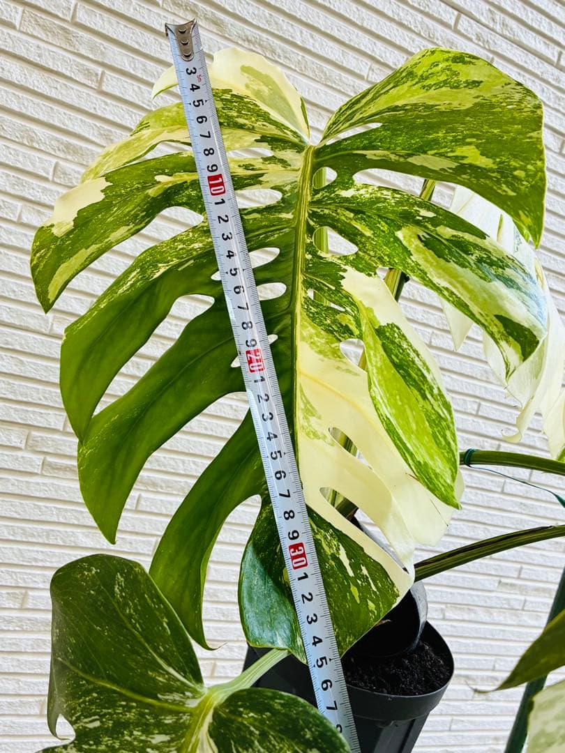 【美株】モンステラ ボルシギアナ ホワイトタイガー 斑入り