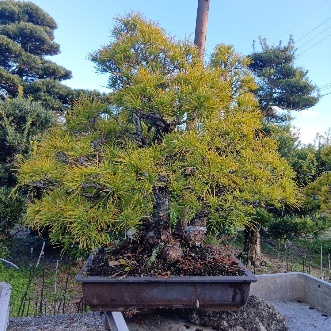 五葉松（かなり年数持ち込み古い）