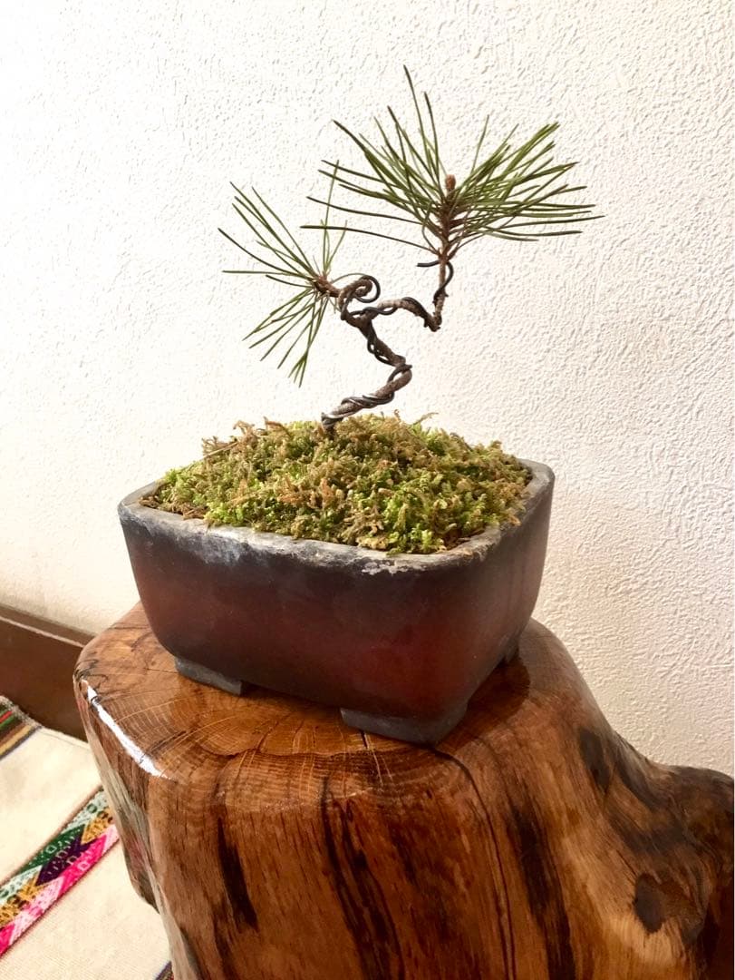 盆栽/天然赤松/里山自生の赤松で丁寧に作りました