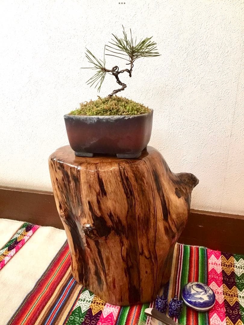 盆栽/天然赤松/里山自生の赤松で丁寧に作りました