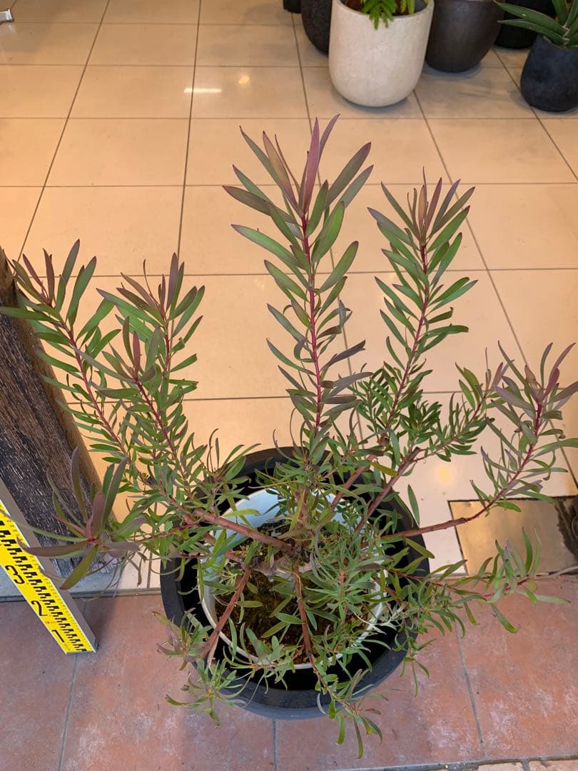 リューカデンドロン インカゴールド ファイバー鉢