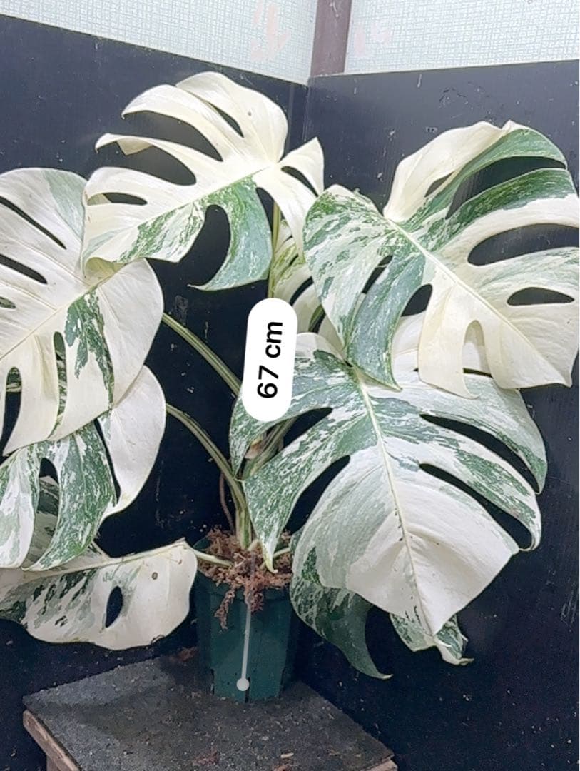 草*ん様 斑入りモンステラ ホワイトタイガー極美大株67cm白斑多