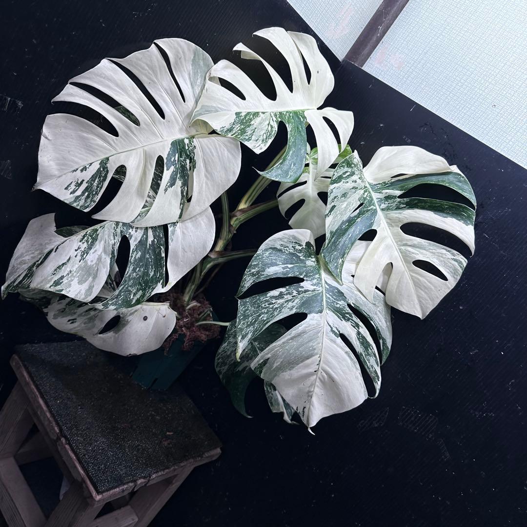 草*ん様 斑入りモンステラ ホワイトタイガー極美大株67cm白斑多