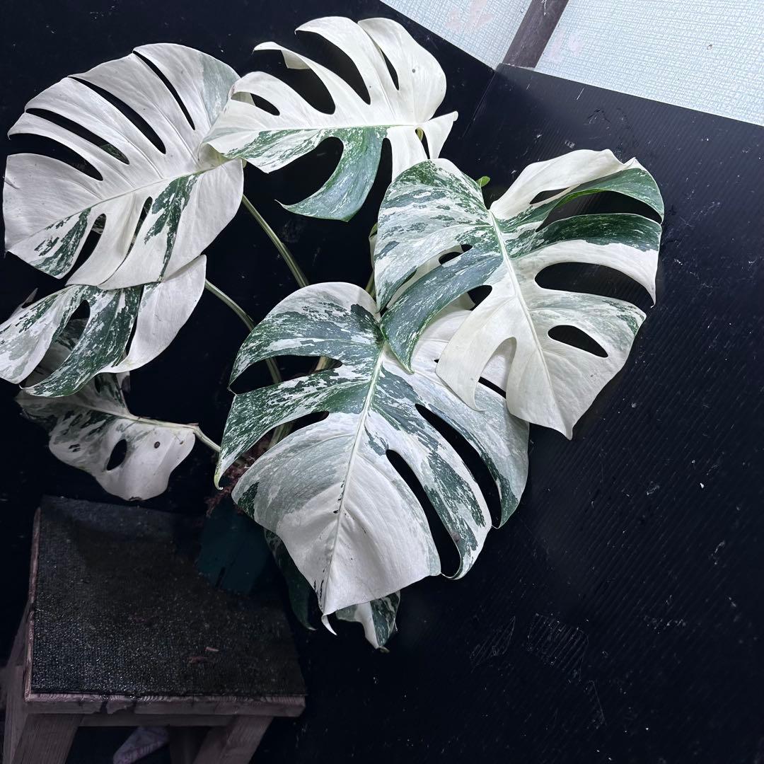 草*ん様 斑入りモンステラ ホワイトタイガー極美大株67cm白斑多