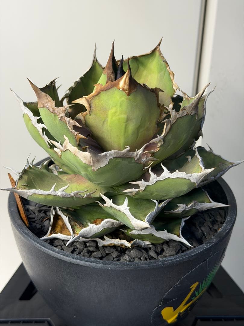 ［親株出品］アガベ　シャークソード