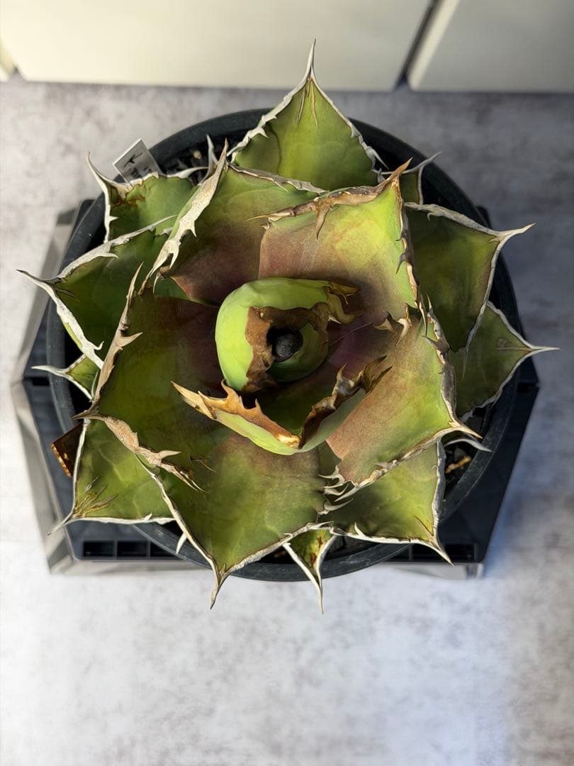 ［親株出品］アガベ　シャークソード