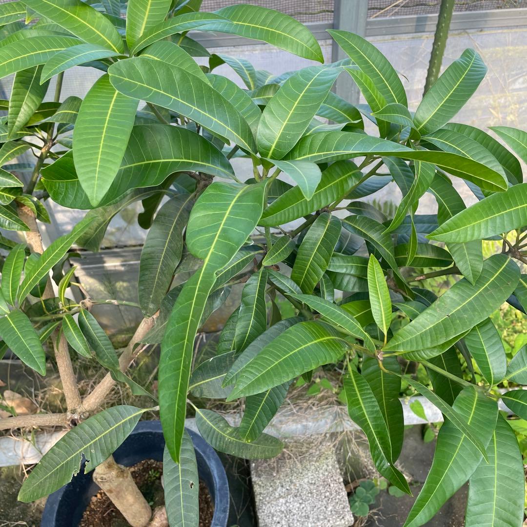 マンゴー苗　品種　ラポザ　10号