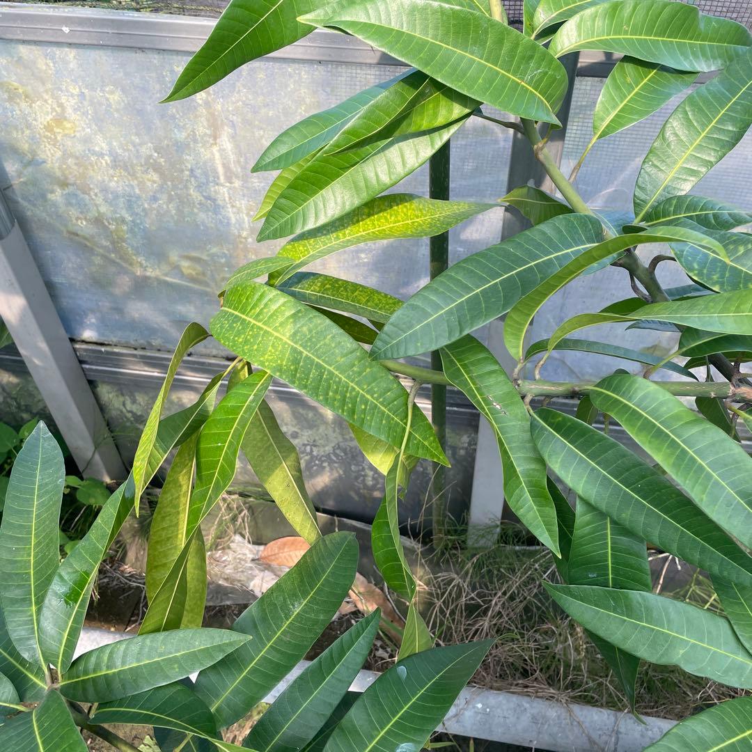 マンゴー苗　品種　ラポザ　10号