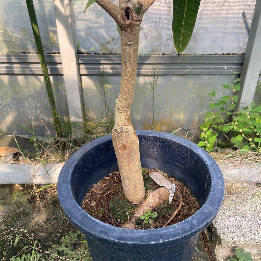 マンゴー苗　品種　ラポザ　10号