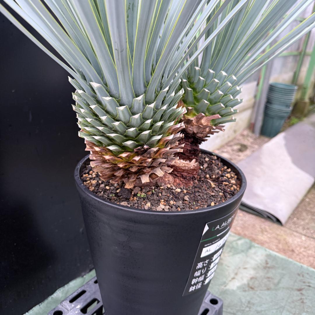 【AL1072】ユッカ　LA ALBERO　Ver.リギダ