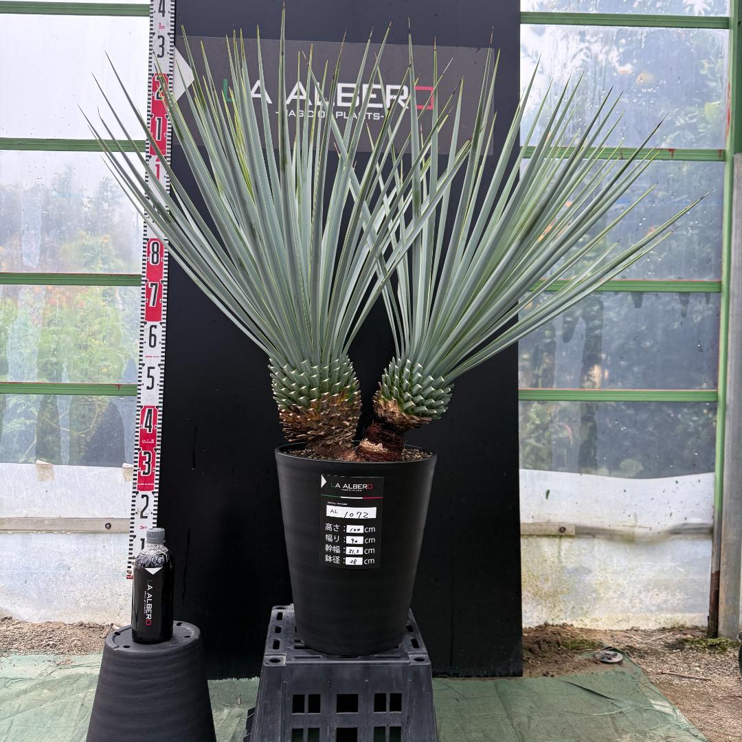 【AL1072】ユッカ　LA ALBERO　Ver.リギダ