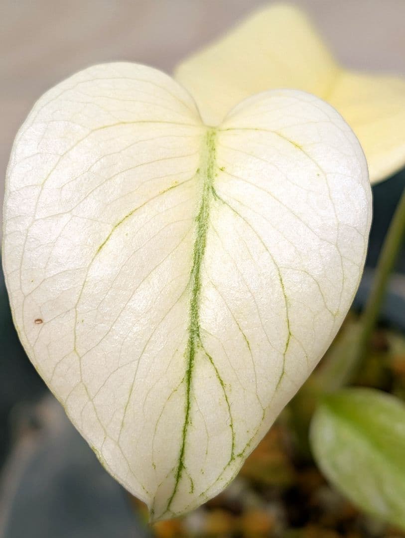 斑入りモンステラ　デリシオーサ　天津蘭　デリシオーサ　ホワイトモンスター