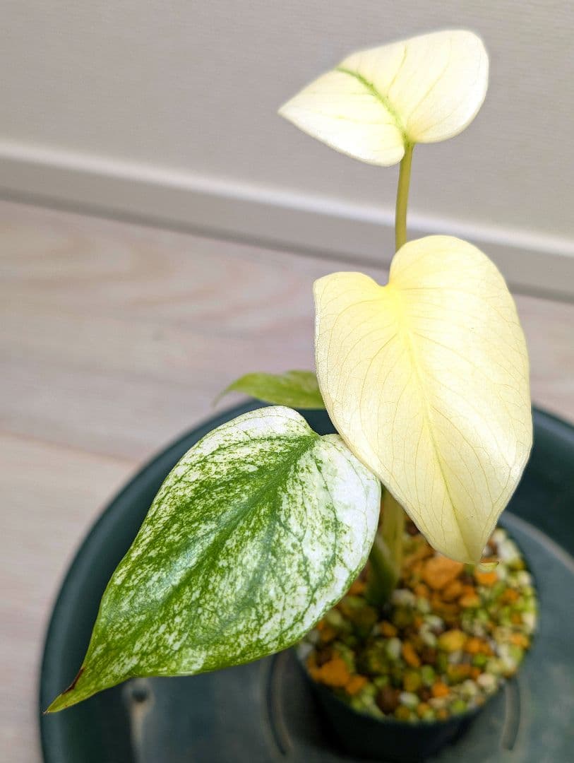 斑入りモンステラ　デリシオーサ　天津蘭　デリシオーサ　ホワイトモンスター