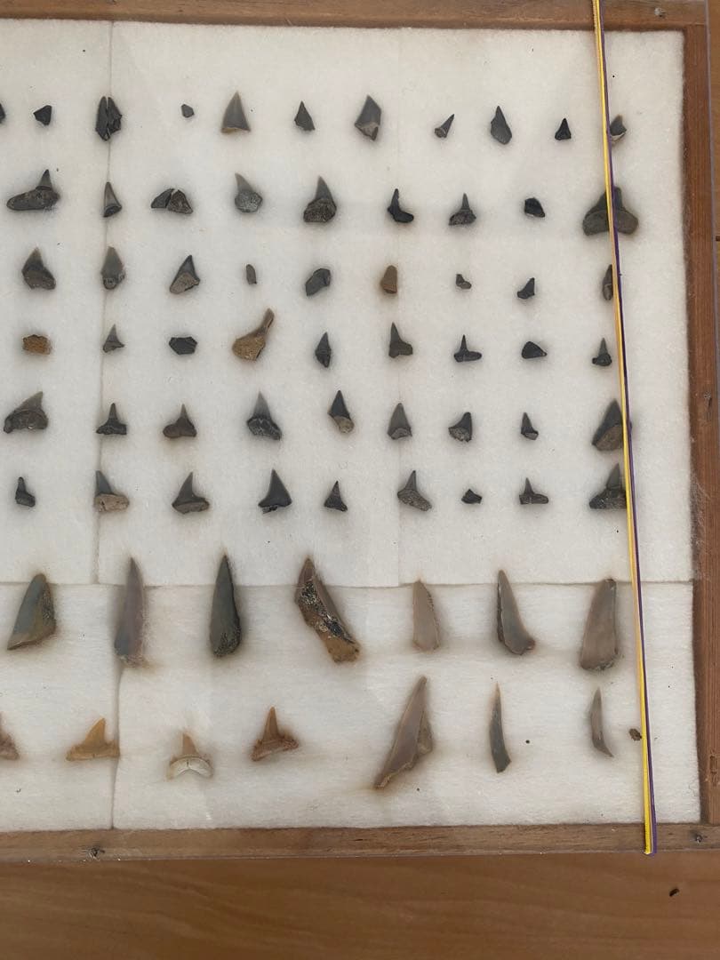 サメの歯　化石　本物