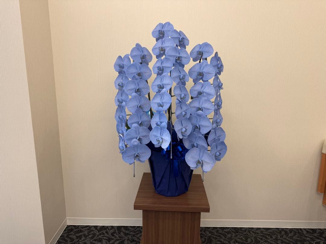 大輪胡蝶蘭　特殊染めブルー　3本立ち39輪 ラッピング有！送料無料！