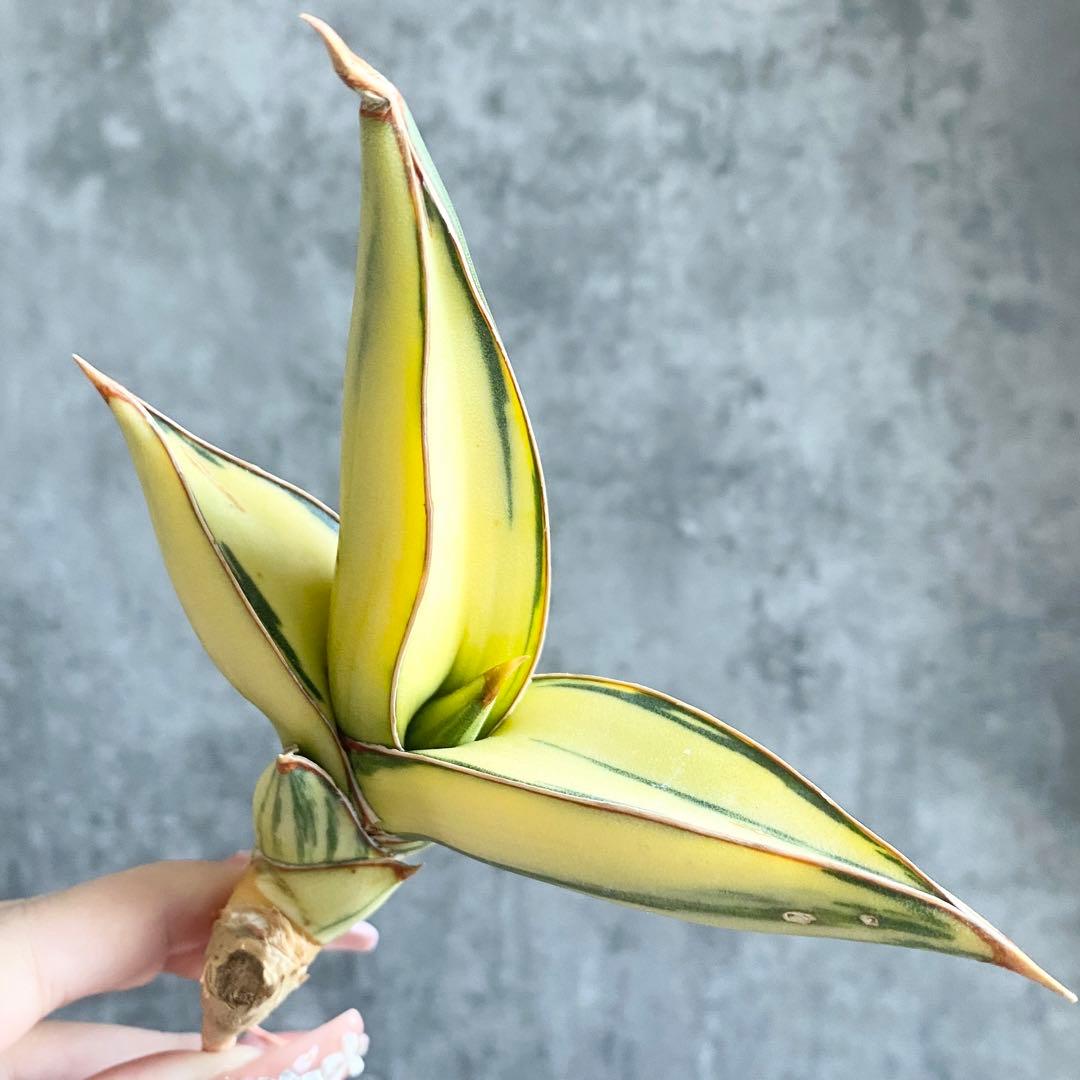 t*a様 S11330★オークション販売★ サンスベリア ピングイキュラ 極上斑