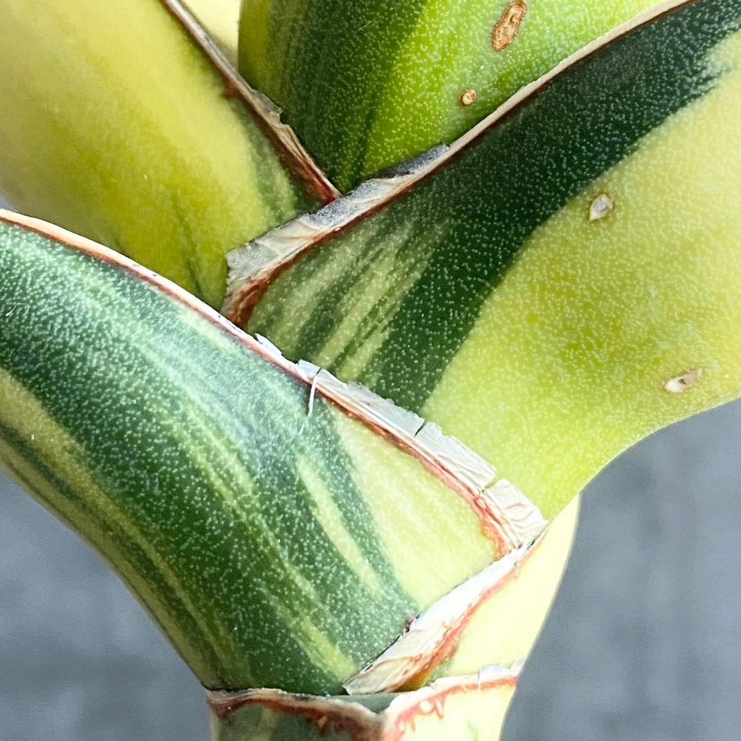 t*a様 S11330★オークション販売★ サンスベリア ピングイキュラ 極上斑