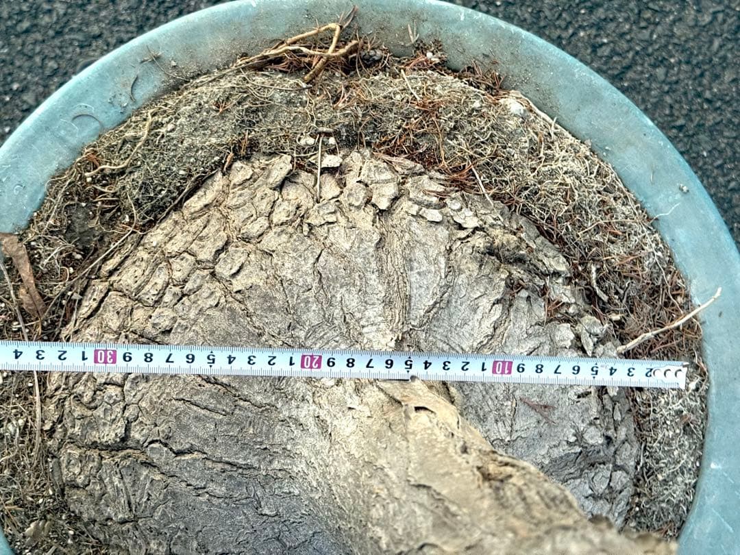 最終価格 希少♪大型 特大株♪ トックリラン ポニーテール ノリナ