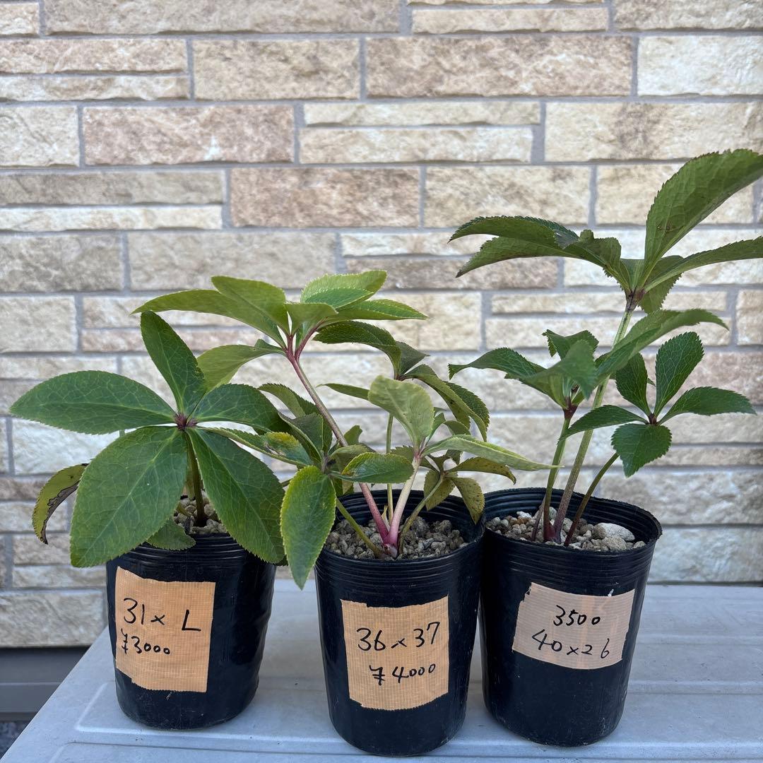 クリスマスローズ交配苗