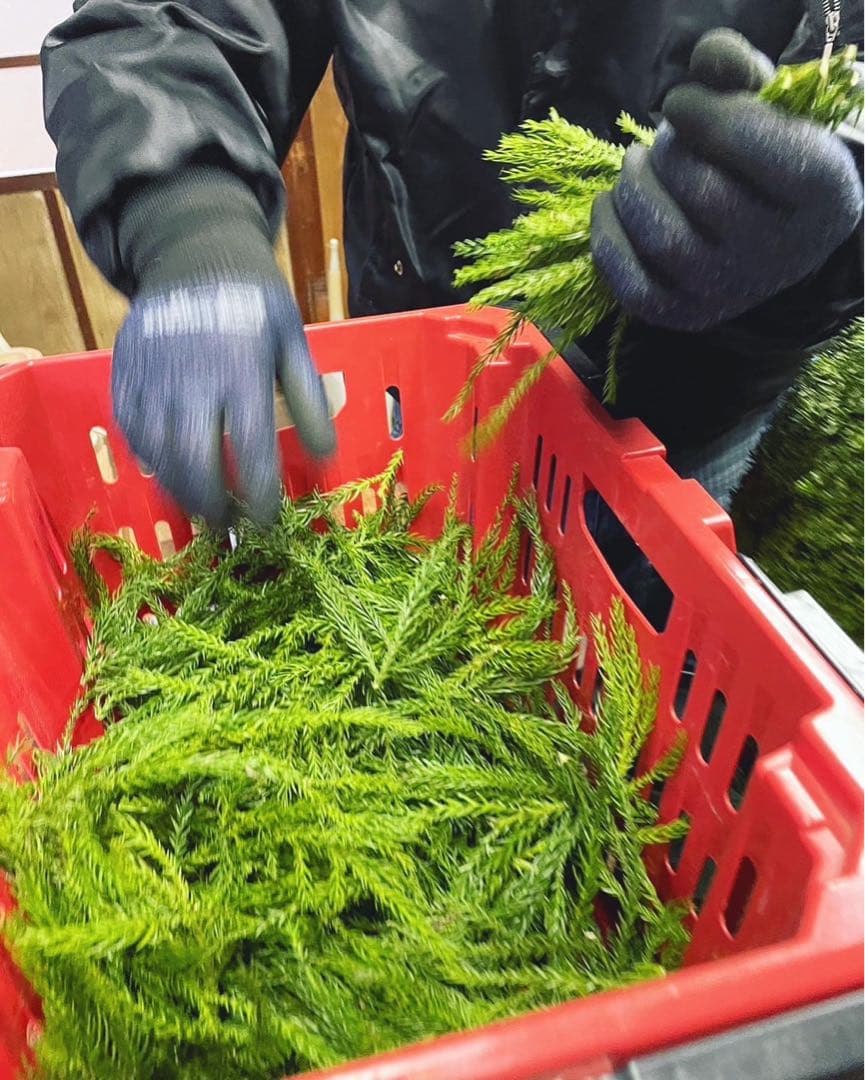 つくりたて杉玉　吉野杉　20センチ　屋根付き