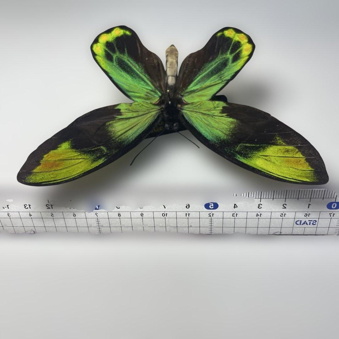 ビクトリアトリバネアゲハ赤紋出現